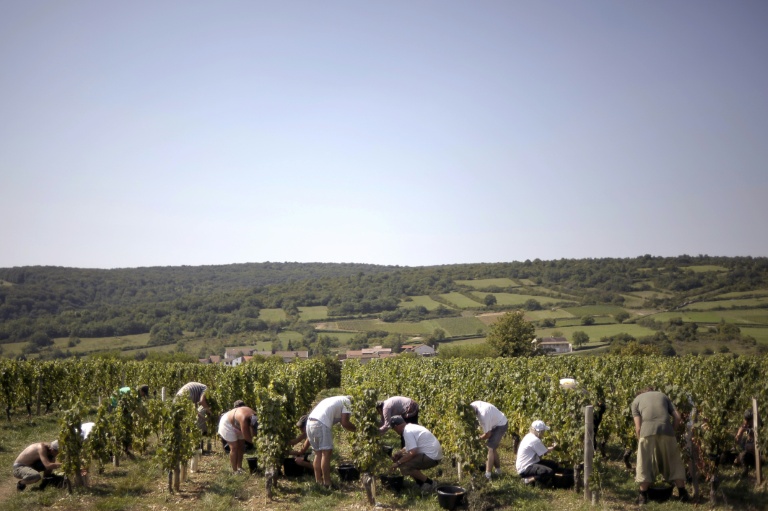 Vendanges pour les crémants près de Lugny, en Saône-et-Loire, le 23 août 2011