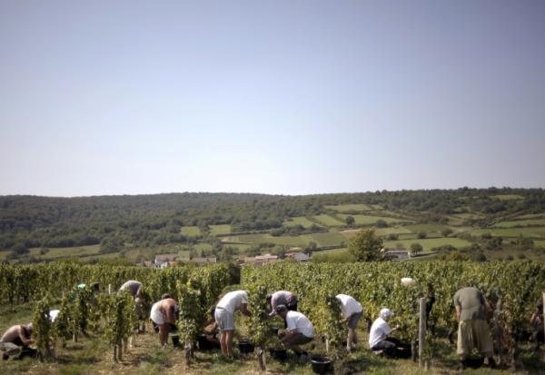 Vendanges pour les crémants près de Lugny, en Saône-et-Loire, le 23 août 2011