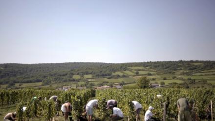 Vendanges pour les crémants près de Lugny, en Saône-et-Loire, le 23 août 2011