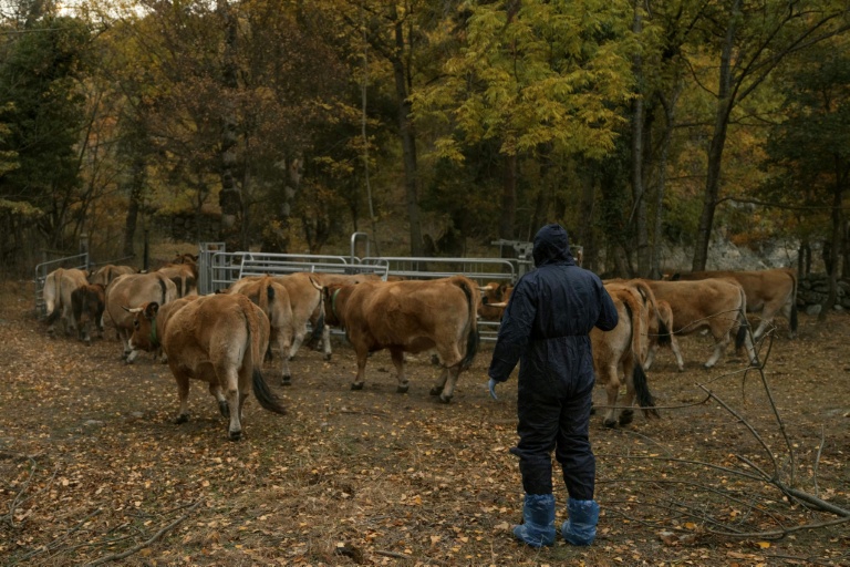 Un vétérinaire s'approche de vaches destinées à être euthanasiées, en raison du risque d'infection par la dermatose bovine, à Thuès-Entre-Valls (Pyrénées-Orientales), le 3 novembre 2025
