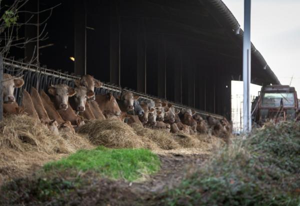 Cette photographie montre des vaches dans l'étable avant l'abattage de ce troupeau de 200 têtes suite à la détection d'un cas de dermatose aux Bordes-sur-Arize, le 10 décembre 2025