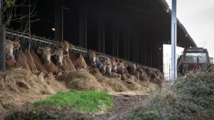 Cette photographie montre des vaches dans l'étable avant l'abattage de ce troupeau de 200 têtes suite à la détection d'un cas de dermatose aux Bordes-sur-Arize, le 10 décembre 2025