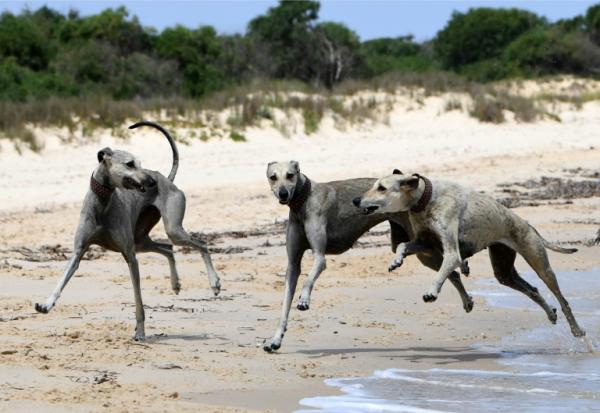 Des lévriers sloughis jouent sur une plage à Cap Angela, dans la région de Bizerte, le 22 mai 2025 en Tunisie