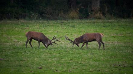Deux cerfs à Chambord, dans le Loir-et-Cher, le 23 septembre 2024