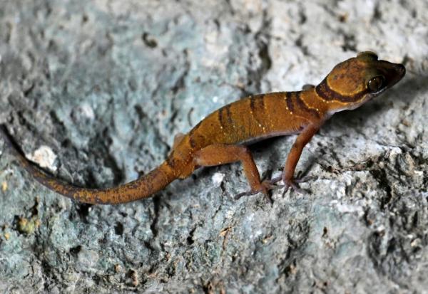 Un gecko photographié le 22 juillet 2025 dans une chambre d'hôtel de Phnom Proek, dans la province de Battambang, au Cambodge 