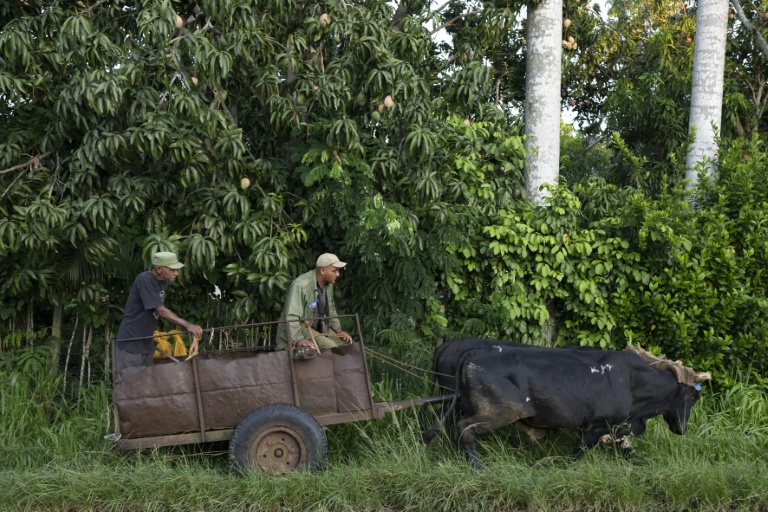 Des agriculteurs circulent en charrette à bœufs dans une rue de Bauta, dans la province d'Artemisa, le 27 juin 2026 à Cuba