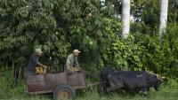 Des agriculteurs circulent en charrette à bœufs dans une rue de Bauta, dans la province d'Artemisa, le 27 juin 2026 à Cuba