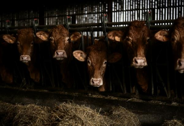 Le gouvernement a relevé mardi les seuils à partir desquels les élevages bovins doivent s'enregistrer auprès des autorités et non simplement se déclarer, une mesure de simplification attendue de longue date par les éleveurs