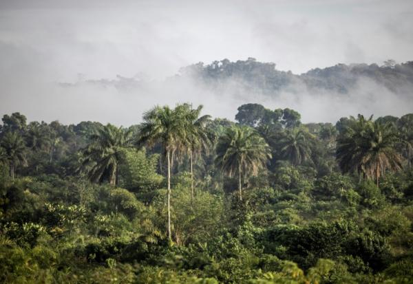 Des collines couvertes de forêt près de Bopolu, au Liberia, le 15 novembre 2021
