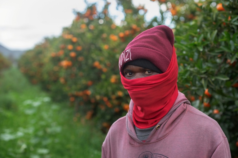 Un ouvrier agricole malawite dans un verger d'agrumes dans une exploitation agricole proche de la ville de Robertson, dans la province du Cap-Occidental (Afrique du Sud), le 9 juillet 2026