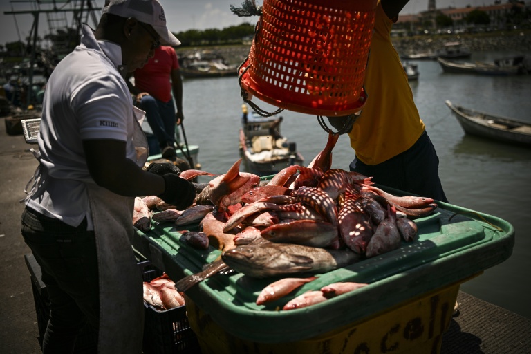 Déchargement de poissons au port de Panama, le 23 septembre 2026