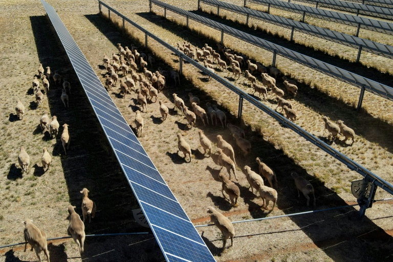 Des moutons déambulent parmi des panneaux solaires dans l'exploitation de Tom Warren, près de la ville australienne de Dubbo, à environ 400 kilomètres à l'ouest de Sydney, le 19 janvier 2026 