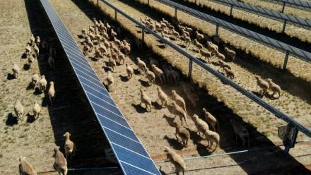Des moutons déambulent parmi des panneaux solaires dans l'exploitation de Tom Warren, près de la ville australienne de Dubbo, à environ 400 kilomètres à l'ouest de Sydney, le 19 janvier 2026 