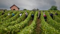 Des vendangeurs travaillent dans les vignes du Château de Meursault, le 26 août 2025 à Meursault, en Côte d'Or