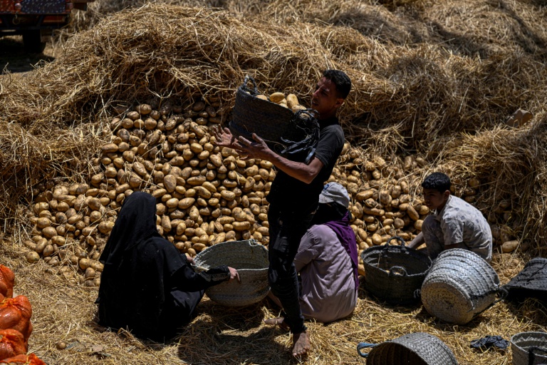 Des agriculteurs ramassent des pommes de terre récoltées dans le village de Maraziq, au sud de Gizeh, le 4 mai 2026 en Egypte

