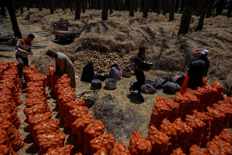 Des agriculteurs ramassent les pommes de terre récoltées dans un champ du village de Maraziq, au sud de Gizeh, le 4 mai 2026 en Egypte