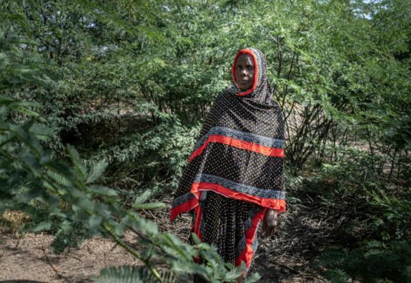 L'éleveuse Khadija Humed dans une zone complètement envahie par le prosopis, un arbuste épineux originaire d'Amérique latine, le 17 octobre 2025 à Amibara, dans la région de l'Afar, en Ethiopie