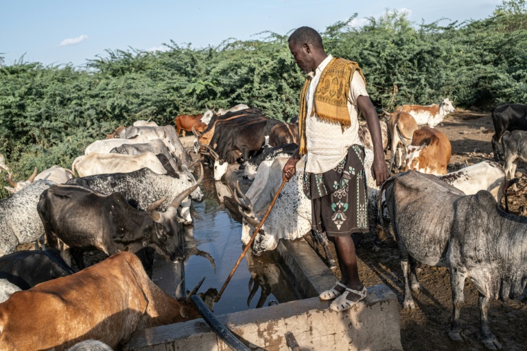 Un éleveur surveille son bétail qui s'abreuve à un point d'eau entouré d'une forêt de prosopis, arbuste épineux originaire d'Amérique latine, le 16 octobre 2025 à Amibara, dans la région de l'Afar, en Ethiopie