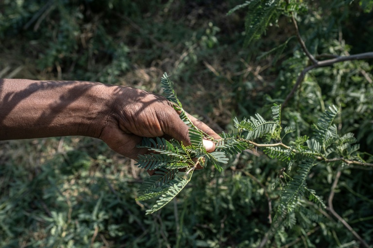 Une branche de prosopis, arbuste épineux originaire d'Amérique latine, le 17 octobre 2025 à Amibara, dans la région de l'Afar, en Ethiopie