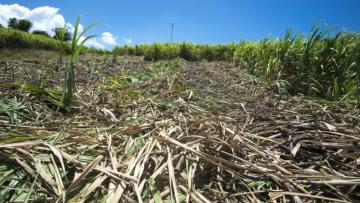 En Guadeloupe, la sécheresse met en péril la future récolte de canne à sucre