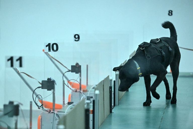 Un chien participe à un test de détection du cancer au laboratoire du centre Dognosis, le 28 juillet 2026 à Kempohalli, en périphérie de Bangalore, en Inde
