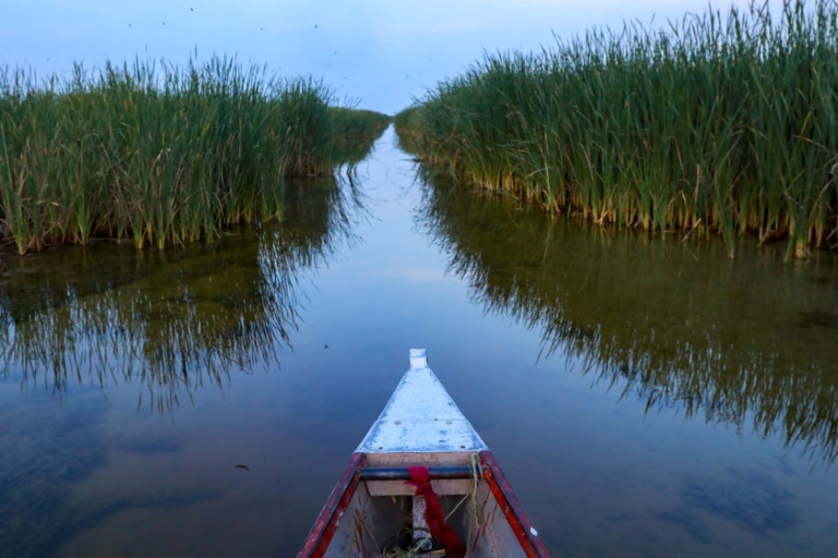Un bateau navigue au milieu des plants de papyrus dans les marais de Hawizeh, en Irak, le 25 avril 2025