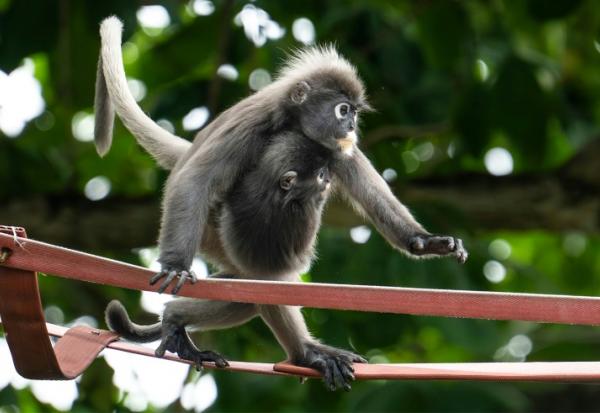 Deux singes angurs à lunettes sur une passerelle suspendue au-dessus de la route Lembah Permai dans le quartier de Tanjung Bungah, à George Town, sur l'île de Penang, le 9 avril 2026 en Malaisie