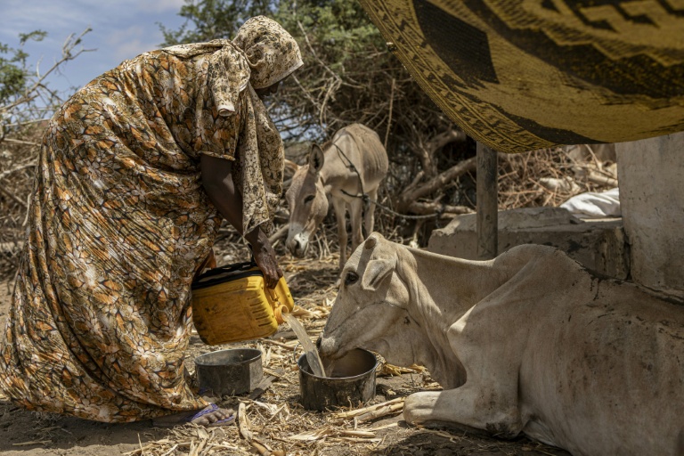 Une femme touchée par la sécheresse donne à boire à sa vache affaiblie et souffrant de malnutrition, près d'un camp de personnes déplacées à la périphérie de Kismayo, le 21 avril 2026