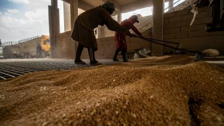 Des ouvriers ratissent le blé acheté par les autorités kurdes alors qu'il est déchargé dans un silo à Qamishli, le 12 juin 2025 en Syrie