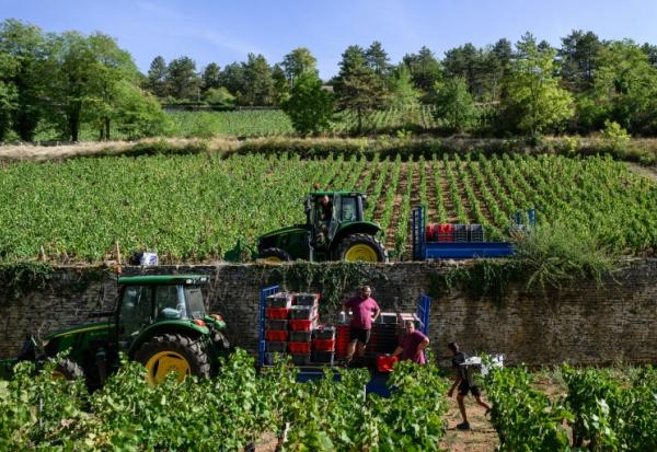 Vendanges à Beaune, en Côte d'Or, le 2 septembre 2026.