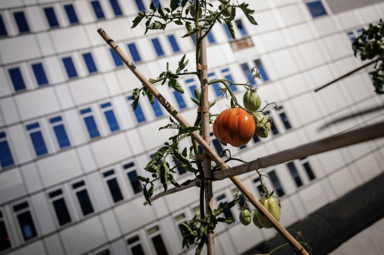 Un plant de tomate poussant dans la ferme urbaine 