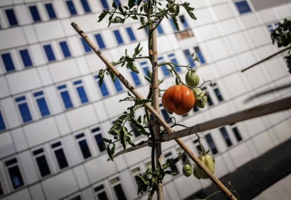 Un plant de tomate poussant dans la ferme urbaine "Ma Salade à Toit", sur le toit-terrasse du centre commercial des Arcades à Noisy-le-Grand, en Seine-Saint-Denis, le 22 septembre 2026