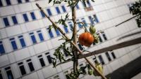 Un plant de tomate poussant dans la ferme urbaine "Ma Salade à Toit", sur le toit-terrasse du centre commercial des Arcades à Noisy-le-Grand, en Seine-Saint-Denis, le 22 septembre 2026