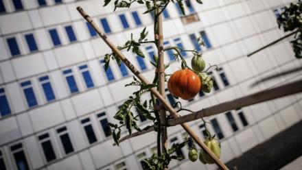 Un plant de tomate poussant dans la ferme urbaine "Ma Salade à Toit", sur le toit-terrasse du centre commercial des Arcades à Noisy-le-Grand, en Seine-Saint-Denis, le 22 septembre 2026