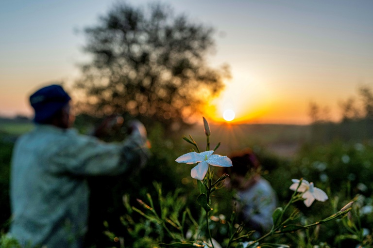 Des ouvriers agricoles récoltent des fleurs de jasmin au lever du soleil dans un champ du village de Shubra Balula, dans le nord du delta du Nil, en Égypte, le 7 juillet 2025