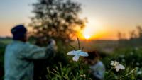 Des ouvriers agricoles récoltent des fleurs de jasmin au lever du soleil dans un champ du village de Shubra Balula, dans le nord du delta du Nil, en Égypte, le 7 juillet 2025