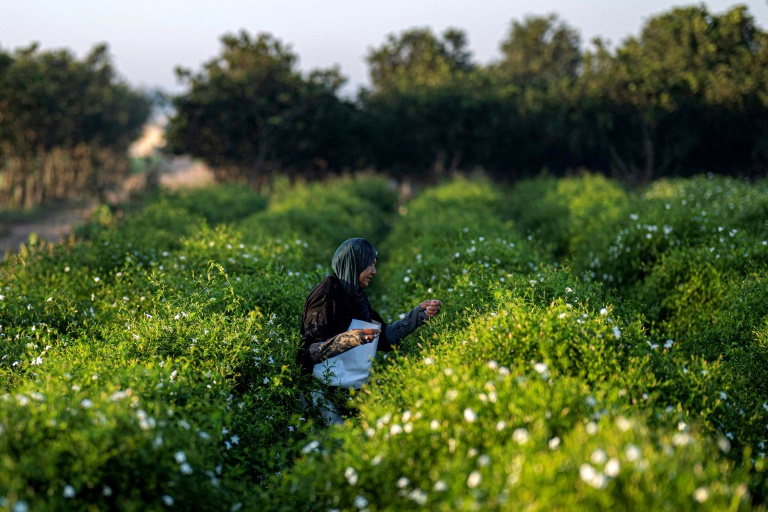 Une ouvrière agricole récolte des fleurs de jasmin au lever du soleil dans un champ du village de Shubra Balula, dans le nord du delta du Nil, en Égypte, le 7 juillet 2025