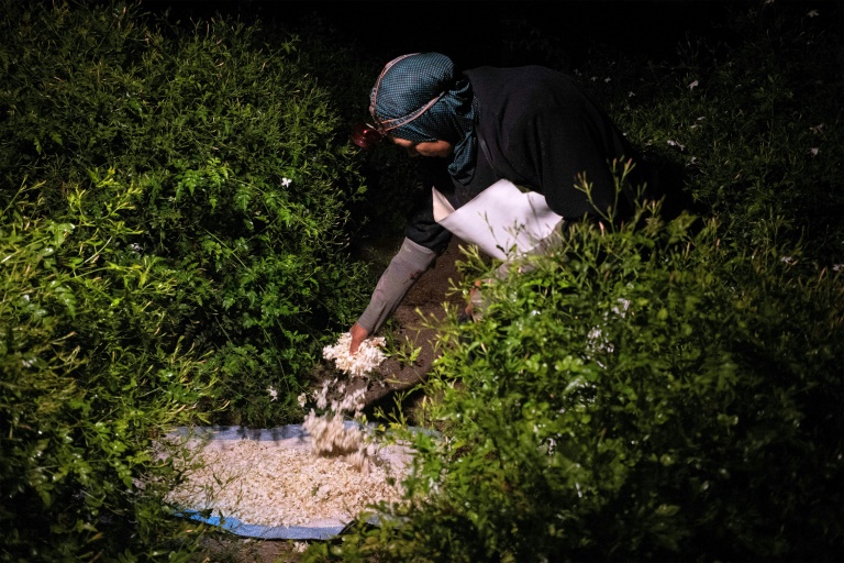 Une ouvrière agricole récolte des fleurs de jasmin avant le lever du jour dans un champ du village de Shubra Balula, dans le nord du delta du Nil, en Égypte, le 7 juillet 2025