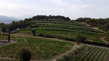 Des arbres autour des vignes à Vinsobres, dans la Drôme, le 18 juillet 2023