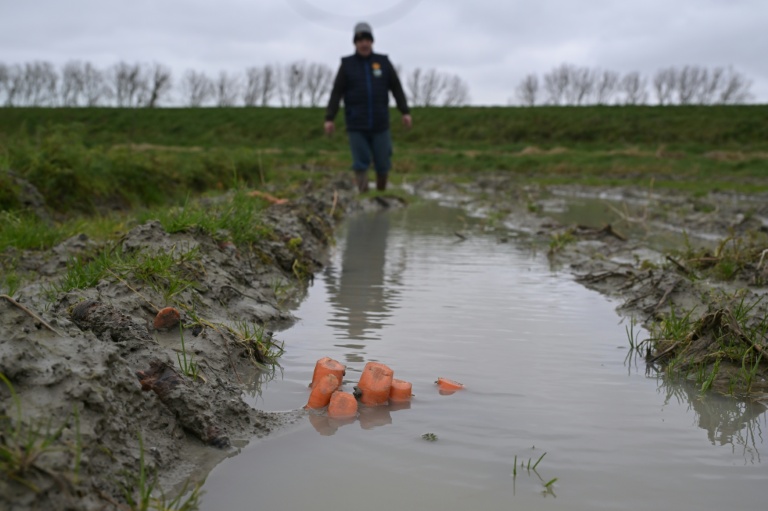 Yannick Frain, maraîcher et éleveur, marche dans son champ de carottes ravagé par les pluies qui ont frappé l'ouest de la France, le 19 février 2026 à Roz-sur-Couesnon, en Ille-et-Vilaine