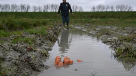 Yannick Frain, maraîcher et éleveur, marche dans son champ de carottes ravagé par les pluies qui ont frappé l'ouest de la France, le 19 février 2026 à Roz-sur-Couesnon, en Ille-et-Vilaine