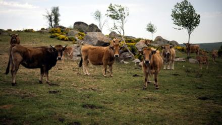 Des vaches Aubrac dans un champ à Aubrac, en Aveyron, le 19 mai 2022