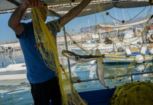 Un pêcheur montre des poissons-ballons à joues argentées, dans le port d'Ierapetra, en Crête, le 3 juin 2026