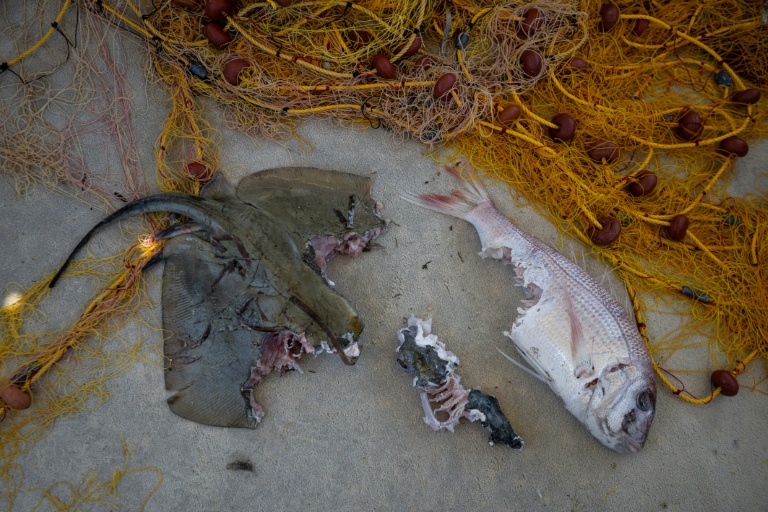 Un pagre commun et une raie à moitié dévorés par un poisson-ballon, à Ierapetra, en Crète, le 3 juin 2026