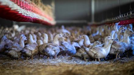 Des canes élevées pour la production de foie gras confinées dans un hangar à Sarrant (Gers) le 28 novembre 2022, pour prévenir la propagation de la grippe aviaire