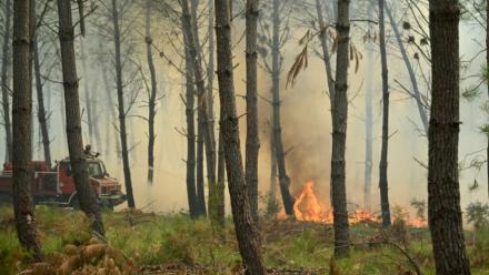 Des pompiers luttent contre un feu de forêt près de Luglon, dans les Landes, le 14 août 2026 