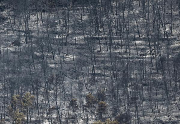 Des arbres calcinés par un incendie de forêt à Taradeau, le 20 juillet 2026 dans le Var