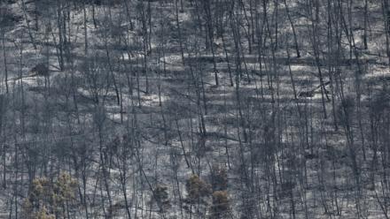 Des arbres calcinés par un incendie de forêt à Taradeau, le 20 juillet 2026 dans le Var