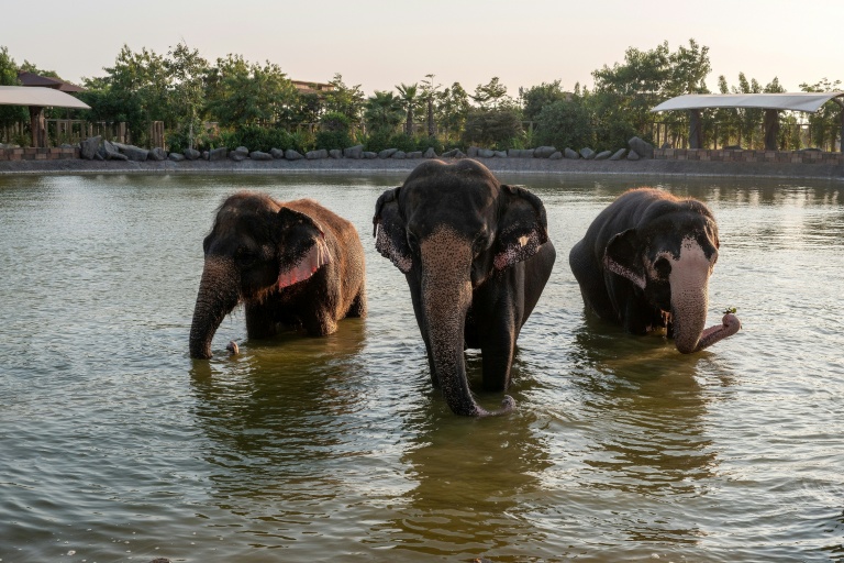 Des éléphants qui se baignent dans un étang au centre Vantara de sauvetage et de conservation de la faune, le 24 septembre 2026 à Jamnaga, en Inde