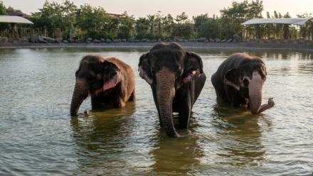 Des éléphants qui se baignent dans un étang au centre Vantara de sauvetage et de conservation de la faune, le 24 septembre 2026 à Jamnaga, en Inde